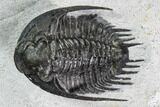Phaetonellus Trilobite (Uncommon Proetid) - Morocco #108271-4